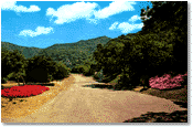 Botanical Gardens in Avalon Canyon, 1974