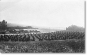 Farmland in La Puente, c. 1910