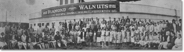 Employees of the La Puente Valley Walnut Packing Plant, c. 1930
