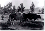 Cows on the Strong Ranch in La Puente Valley, c. 1920s