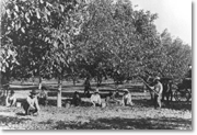 Walnut harvest in La Puente Valley, early 1900s
