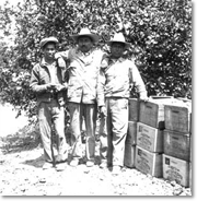 Citrus pickers in front of North Whittier Heights Citrus Association crates, c. 1930s