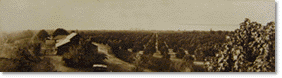 Walnut orchard in Pico Rivera, c. 1900
