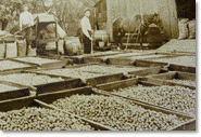 E. W. Reider (on the right) during the walnut harvest in 1905 in Pico Rivera.