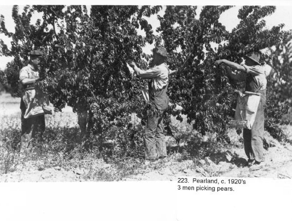Pear picking in Littlerock