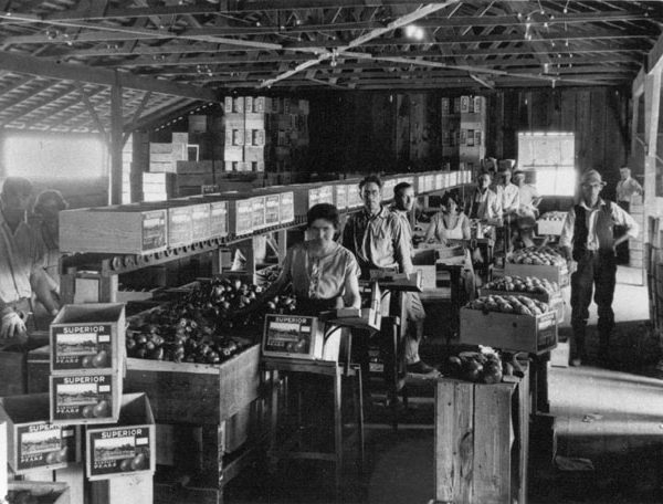 Interior of a pear packing shed