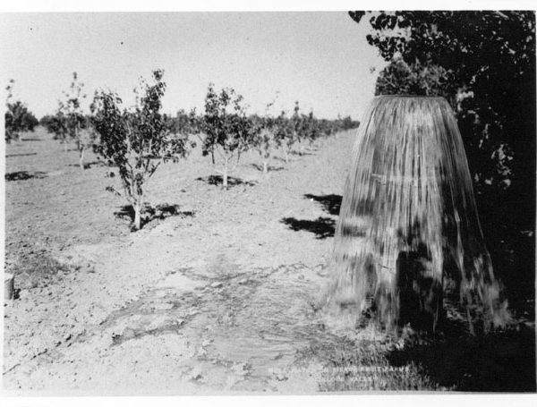 New pear orchard (possibly in Pearland) and water flowing from a standpipe