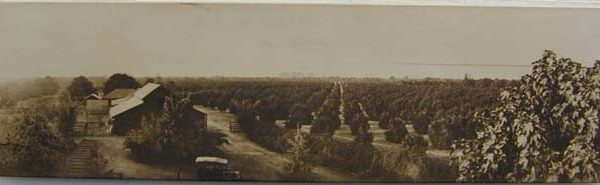 Walnut orchard in Pico Rivera