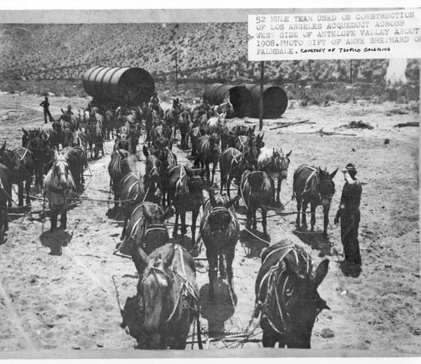 52-Mule team used in the construction of the Los Angeles-Owens Valley Aqueduct across the west side of the Antelope Valley, 1908